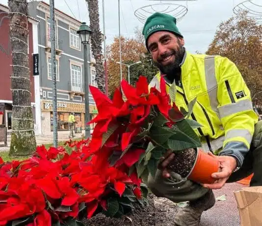 BAIXA DE CASCAIS JÁ ESTÁ A POSTOS PARA O NATAL