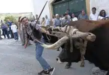 Bucelas celebra o Arinto e as gentes que lhe dão vida